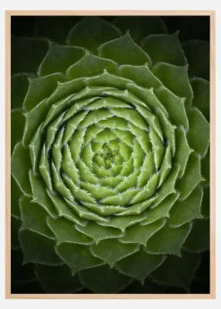 Succulent Plakat (21x29.7 cm (A4))