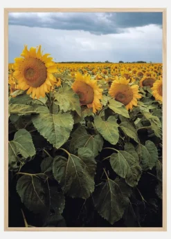Sunflowers Plakat (21x29.7 cm (A4))