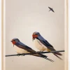 Swallows Plakat (21x29.7 cm (A4))