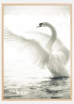 Swan Plakat (21x29.7 cm (A4))