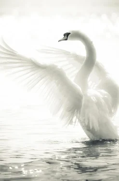 Swan Plakat (21x29.7 cm (A4))