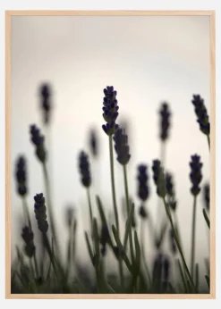 Swaying Fields Plakat (21x29.7 cm (A4))