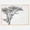 The African eagle Plakat (21x29.7 cm (A4))