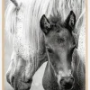 The Foal Plakat (21x29.7 cm (A4))
