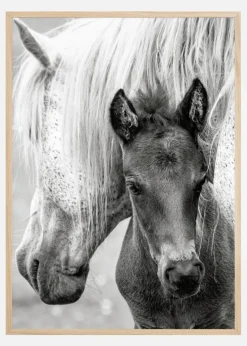 The Foal Plakat (21x29.7 cm (A4))