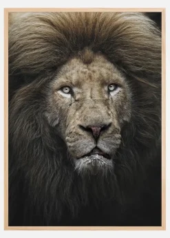 The Lion Stare Plakat (21x29.7 cm (A4))
