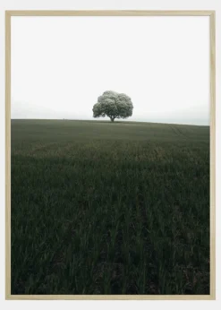 The lonely oak tree Plakat (21x29.7 cm (A4))