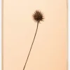 Thistle Peach Plakat (21x29.7 cm (A4))