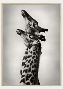 True Love Plakat (21x29.7 cm (A4))