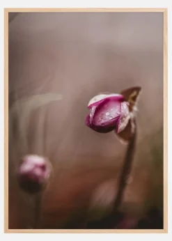 Two flower buds Plakat (21x29.7 cm (A4))