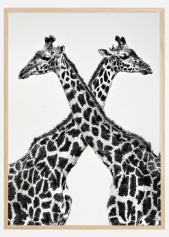 Two giraffe towers Plakat (21x29.7 cm (A4))