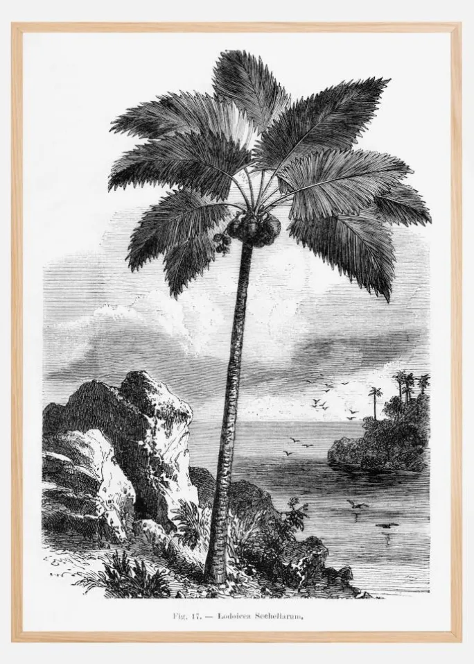 Vintage Palm Tree Drawing I Plakat (21x29.7 cm (A4))