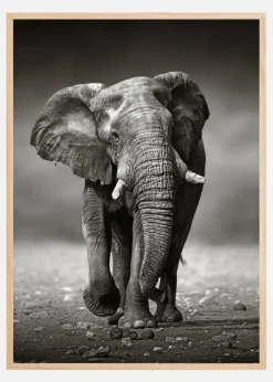 Walking Elephant Plakat (21x29.7 cm (A4))