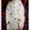 Water On Leaf Plakat (21x29.7 cm (A4))