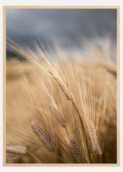 Wheat Plakat (21x29.7 cm (A4))