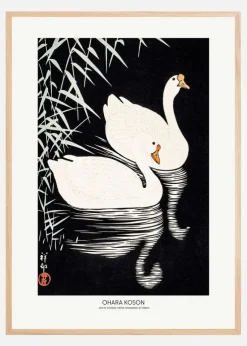 White Chinese Geese Swimming by Reeds Plakat (21x29.7 cm (A4))