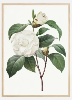 White Rose Plakat (21x29.7 cm (A4))