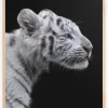 White tiger Plakat (21x29.7 cm (A4))