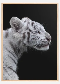 White tiger Plakat (21x29.7 cm (A4))
