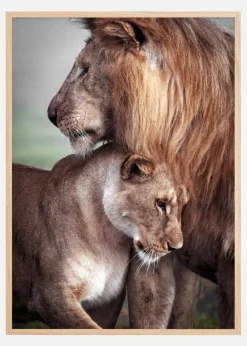 Wild Lion Love Plakat (21x29.7 cm (A4))