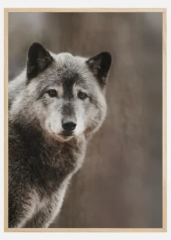 Wolf Plakat (21x29.7 cm (A4))