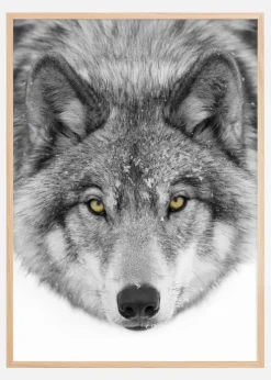 Yellow eyes Timber Wolf Plakat (21x29.7 cm (A4))