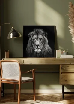 Young Male Lion Plakat (30x30 cm)