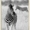Zebra Bw Plakat (21x29.7 cm (A4))