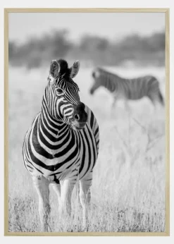 Zebra Bw Plakat (21x29.7 cm (A4))
