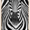 Zebra Plakat (21x29.7 cm (A4))