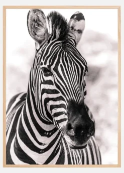 Zebra Plakat (21x29.7 cm (A4))