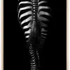 Zebra Tail Plakat (21x29.7 cm (A4))